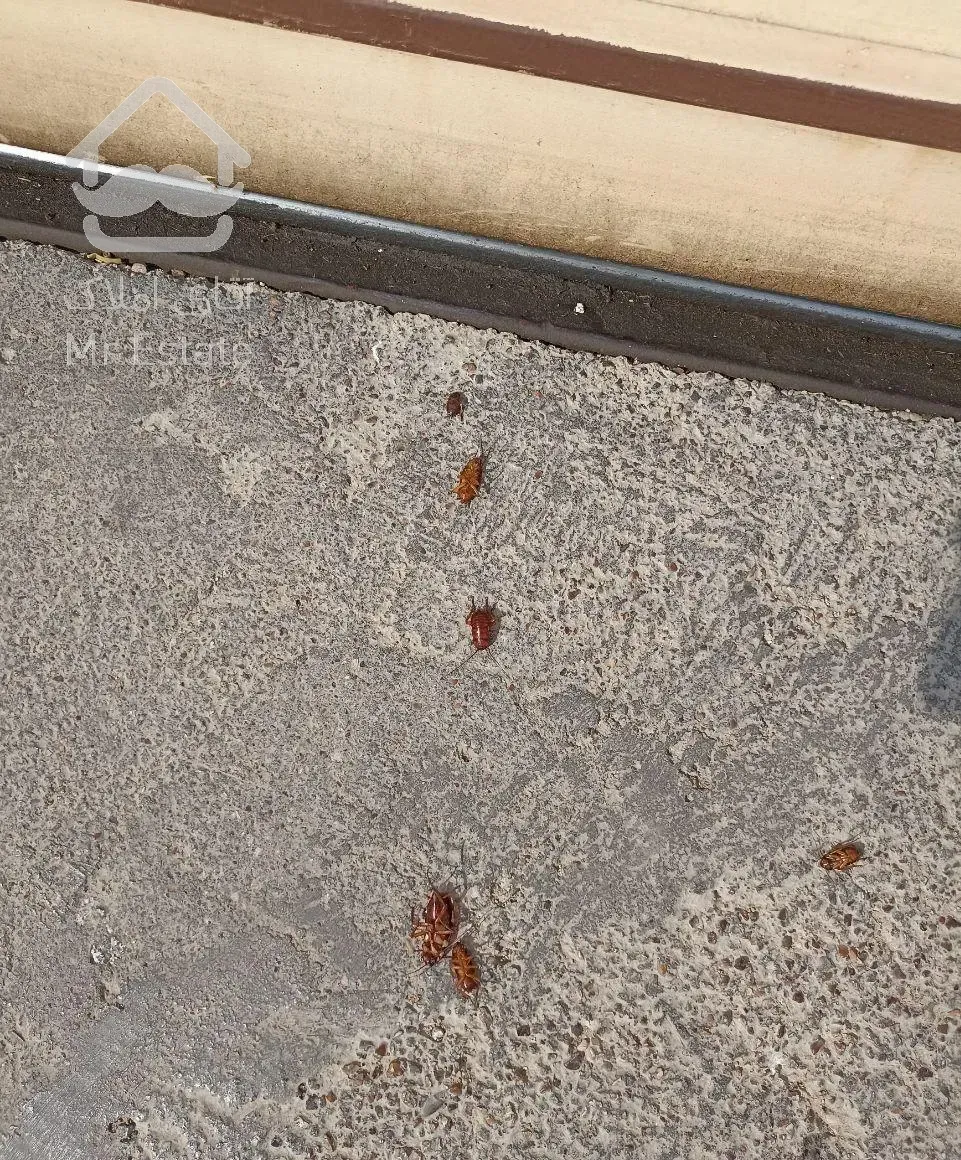 سمپاشی سم پاشی سوسک ریز آلمانی کابینتی ساس موریانه