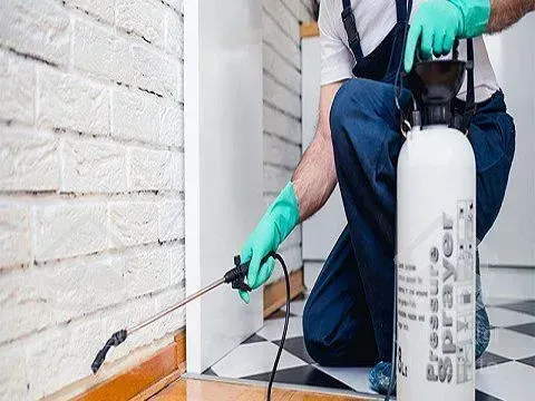 سمپاشی تخصصی سوسک ریز سم پاشی