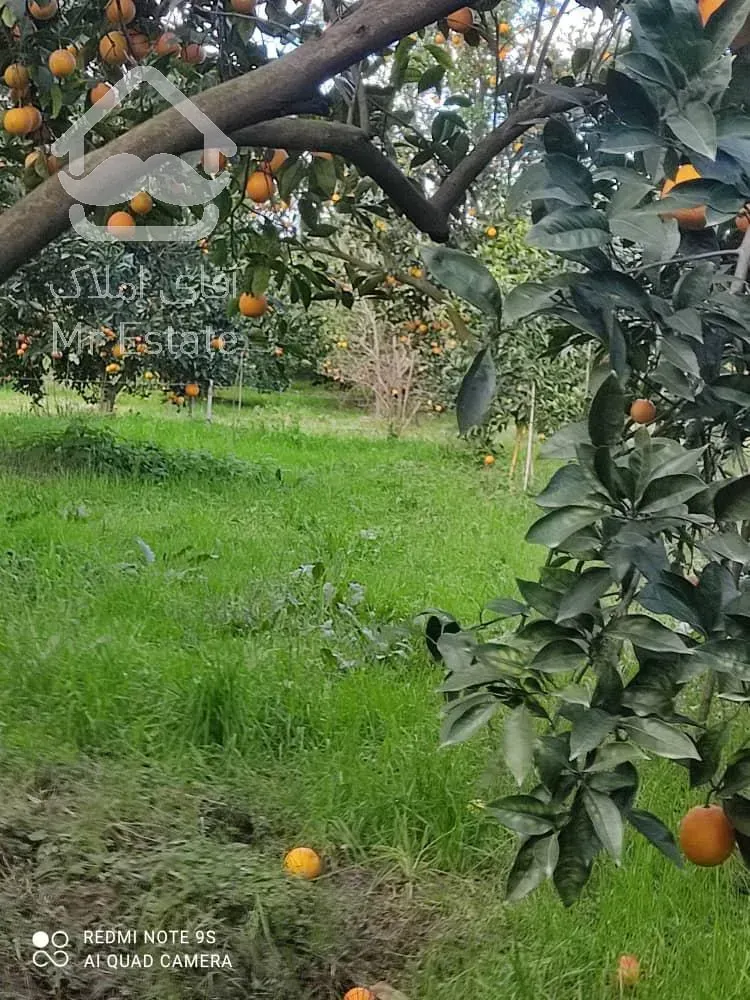 زمین باغ مرکبات تو بافت سند دار