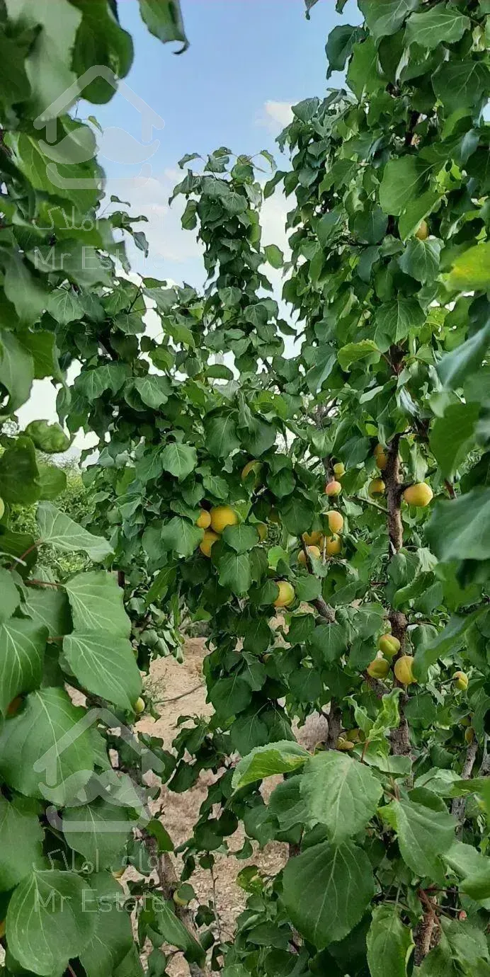 باغ میوه نقلی