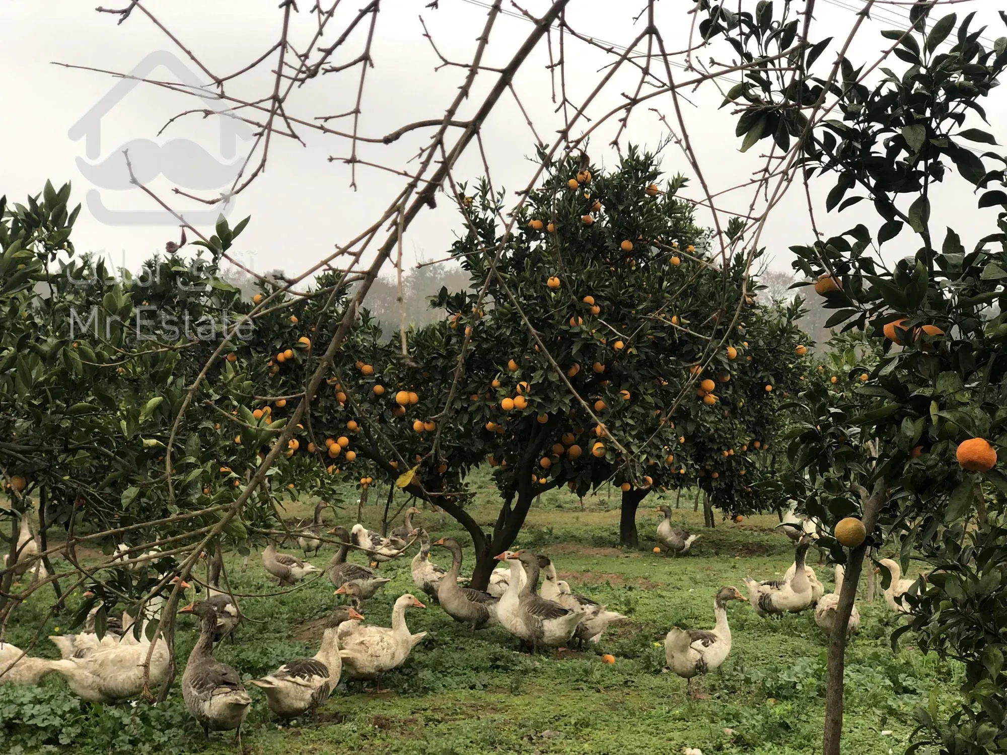٣٠٠ متر زمین ویلایی لاکچری