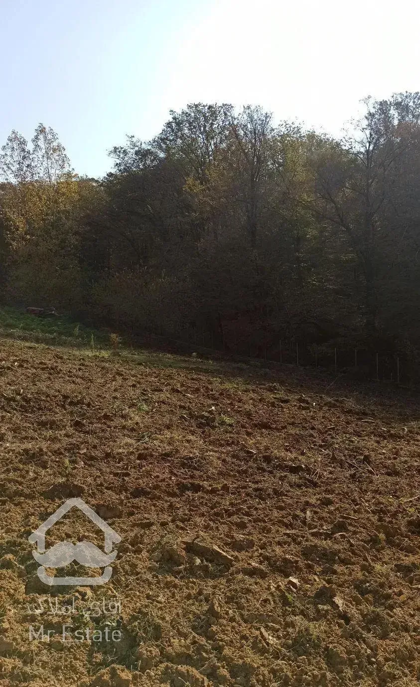 زمین جنگلی قادیکلای بزرگ با موقعیت تجاری  قادیکلا