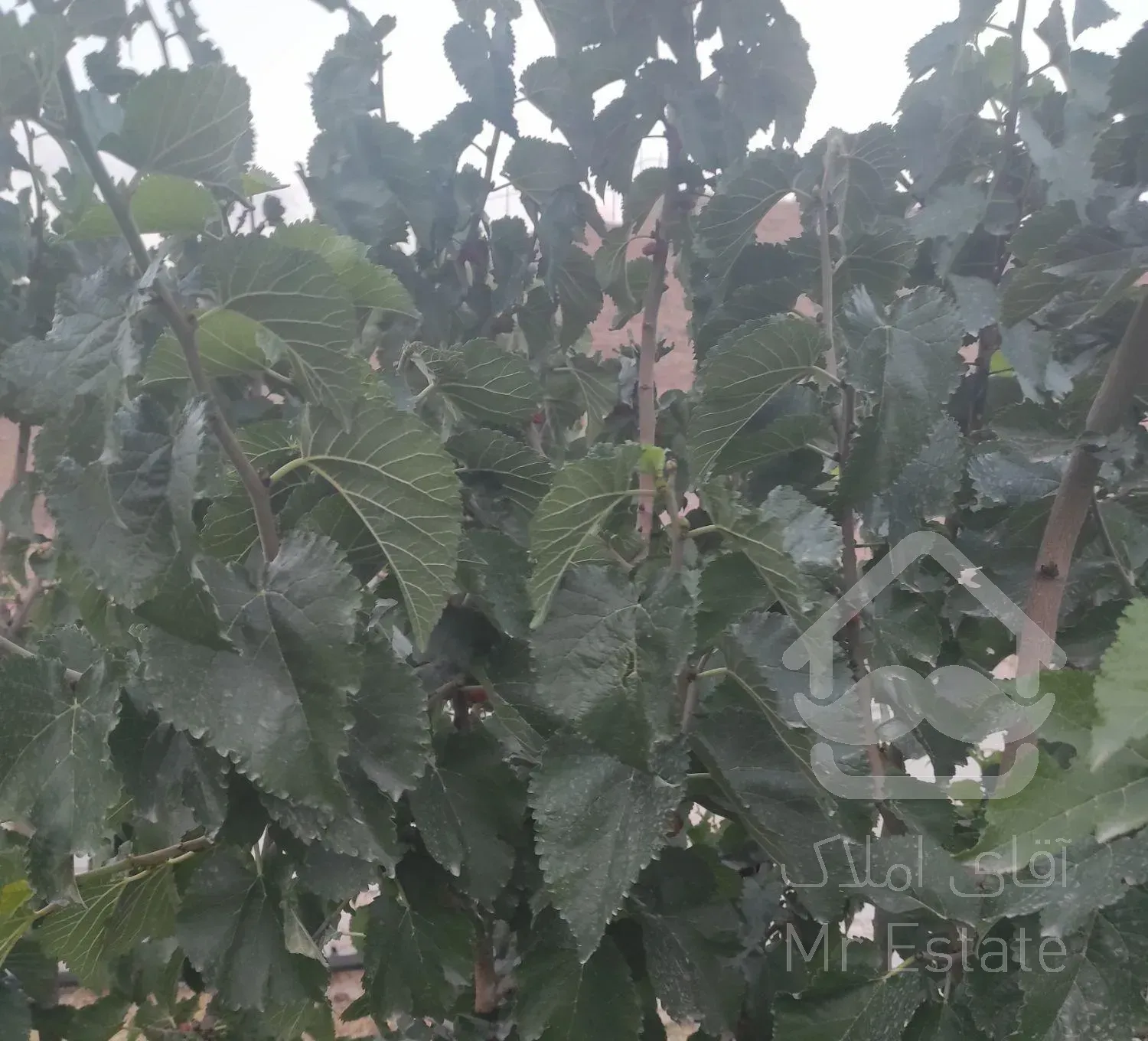 فروش باغ ۴۰۰ در کیلان فرصتی برای زندگی آرام