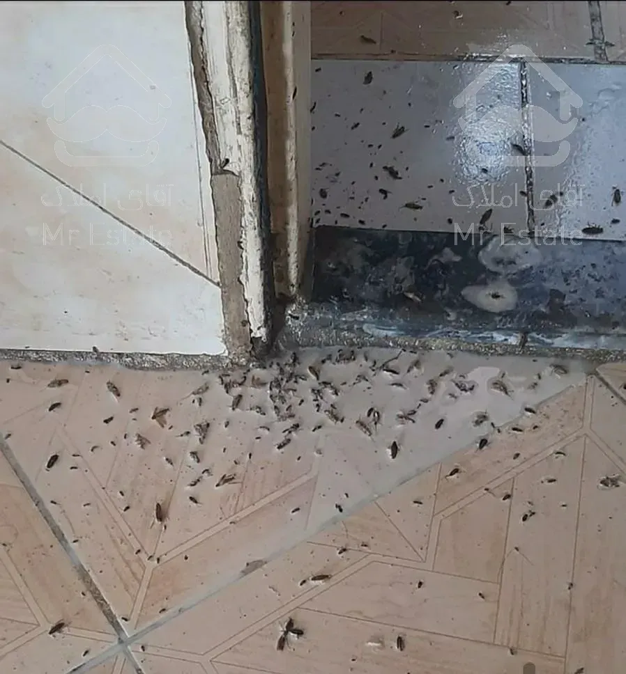 سمپاشی منازل دریک مرحله تضمینی باضمانت نامه کتبی