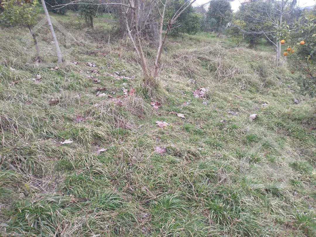 ۱۳۱۰متر زمین.سند۶دانگ.ویو ابدی .تنکابن سیاورز