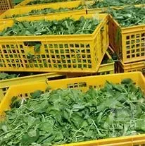 اجاره مغازه مناسب سبزی خرد کنی فردوس شرق