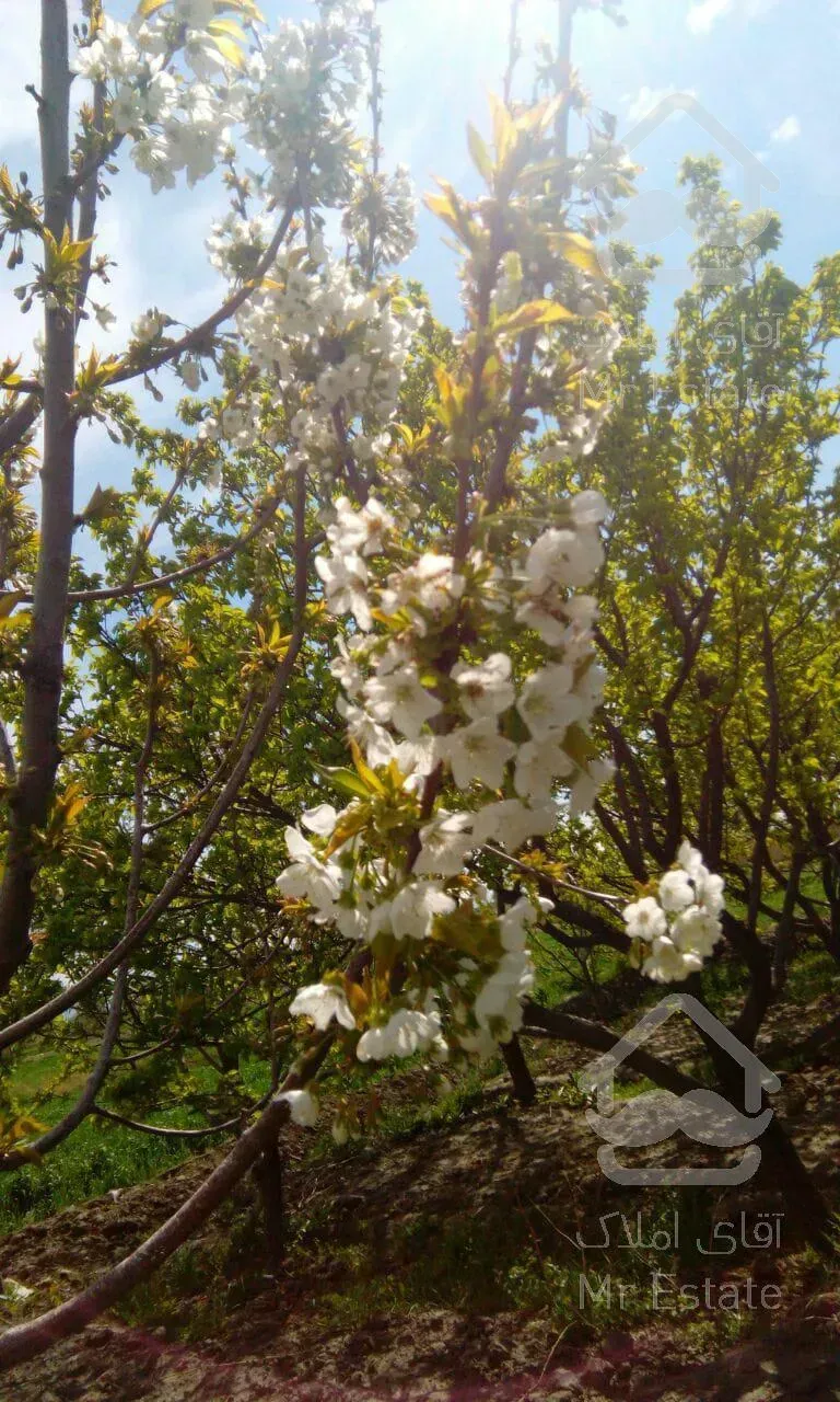باغ میوه / زمین / باغ ویلا