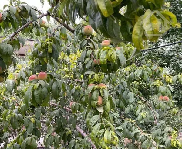 ۲۰۰ متر باغ ویلا در مشاء دماوند