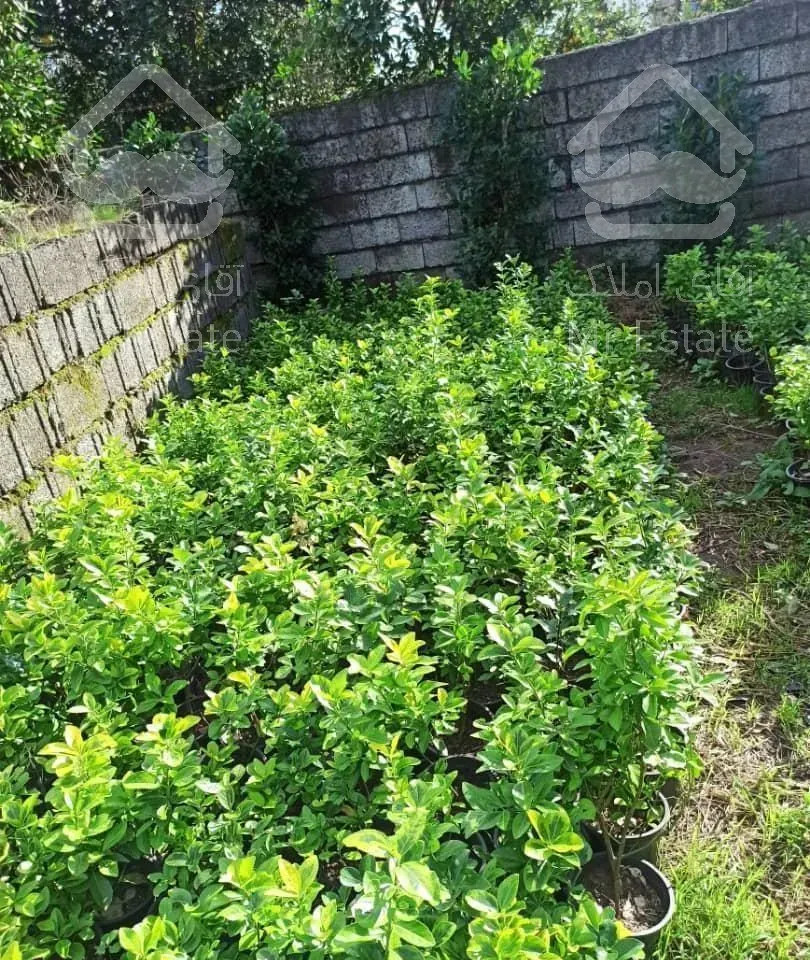 فروش عمده گل وگیاه چابکسر