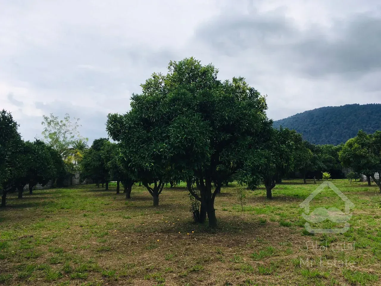 باغ مرکبات ۳۳۴۸متری درچابکسرسرولات