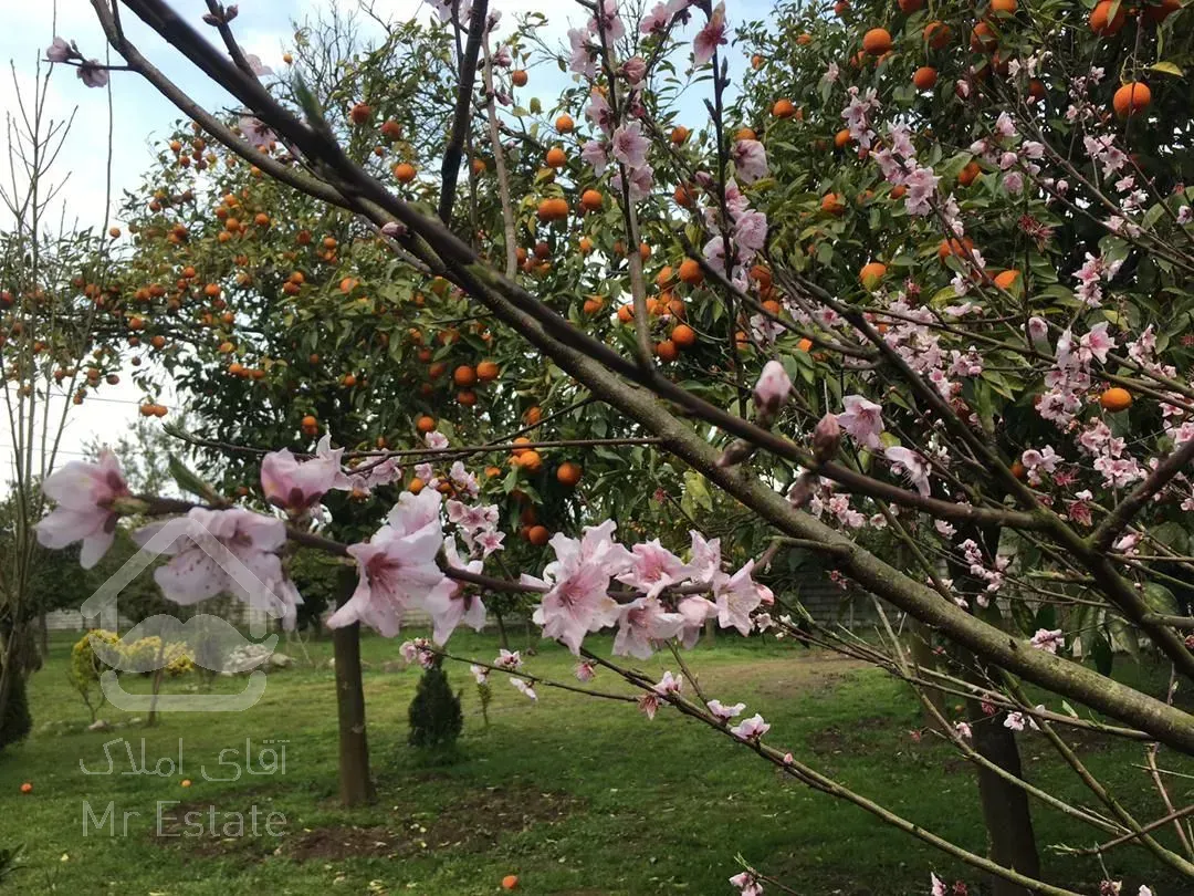 فروش باغ مرکبات ۳۳۴۸متردرچابکسرسرولات موقعیت عالی سندتک برگ