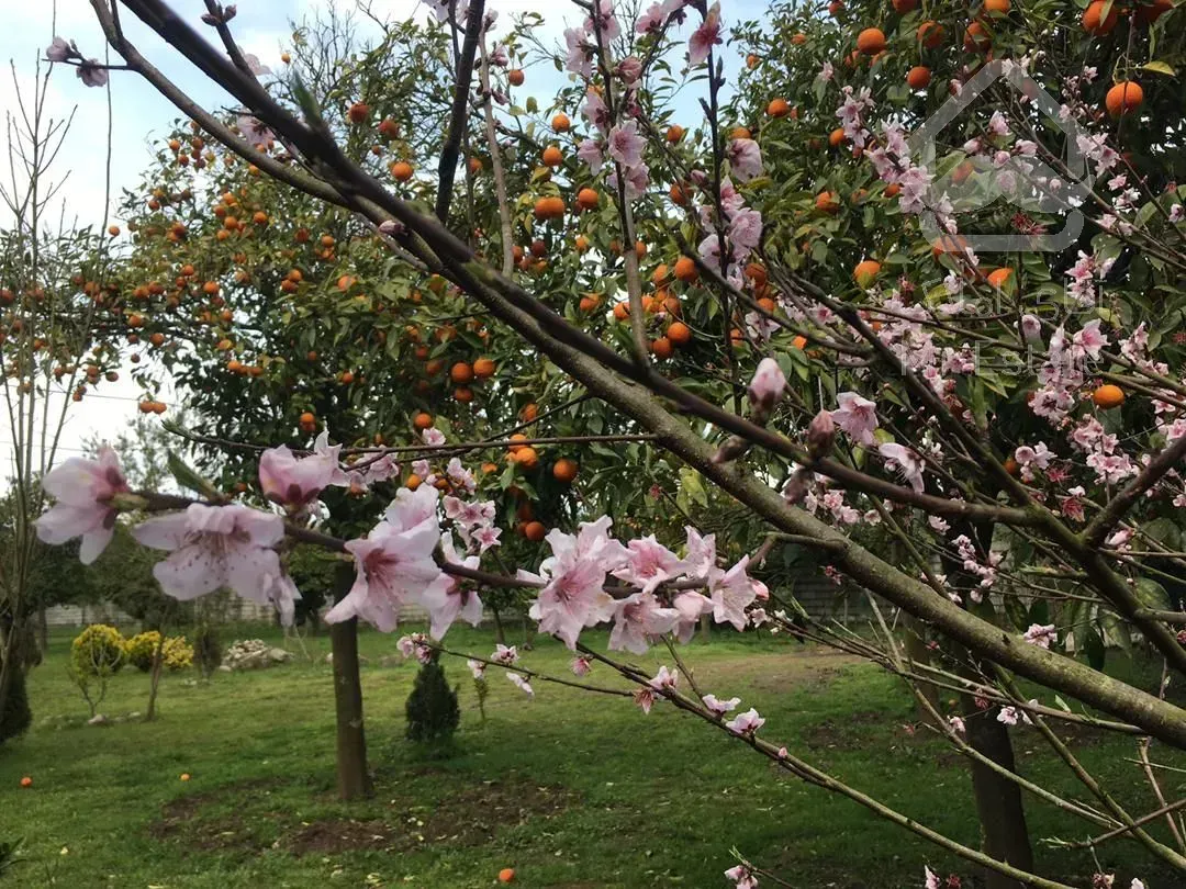 فروش  باغ مرکبات ۳۳۴۸ متری در سرولات چابکسر - موقعیت عالی، سند شش دانگ"