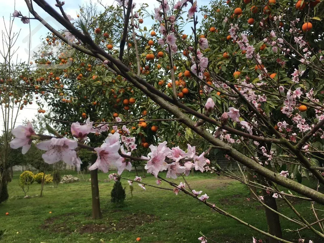 باغ مرکبات ۳۳۴۸مترچابکسرسرولات موقعیت عالی سندتک برگ