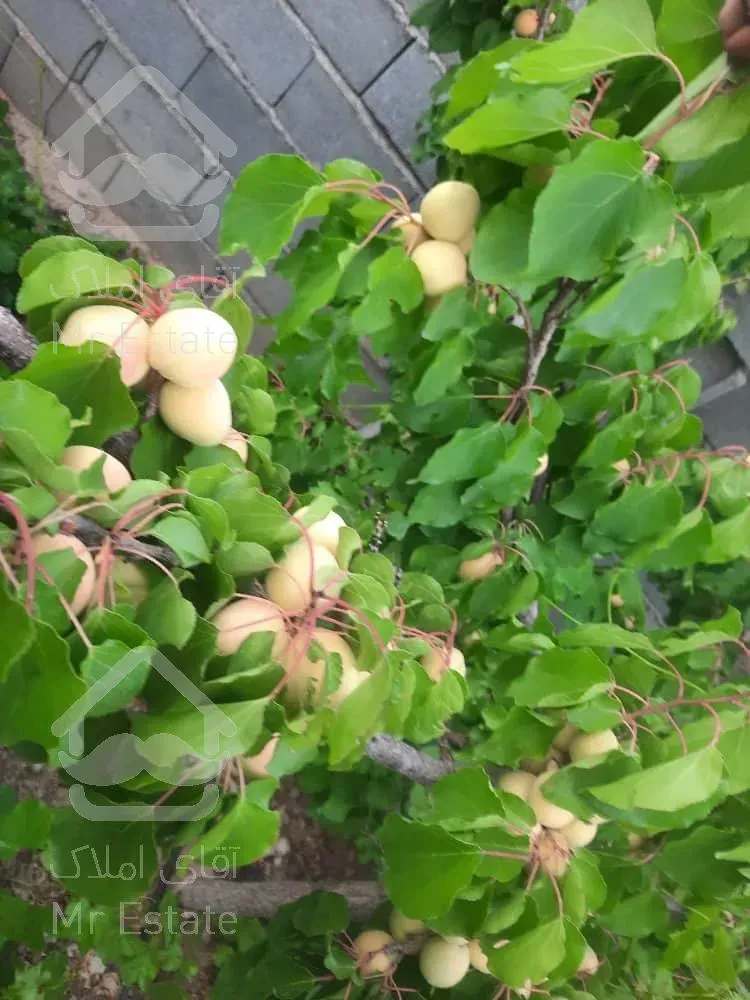 تهاتر ویلا باغ ۶۷۰ متری/ سند تک برگ