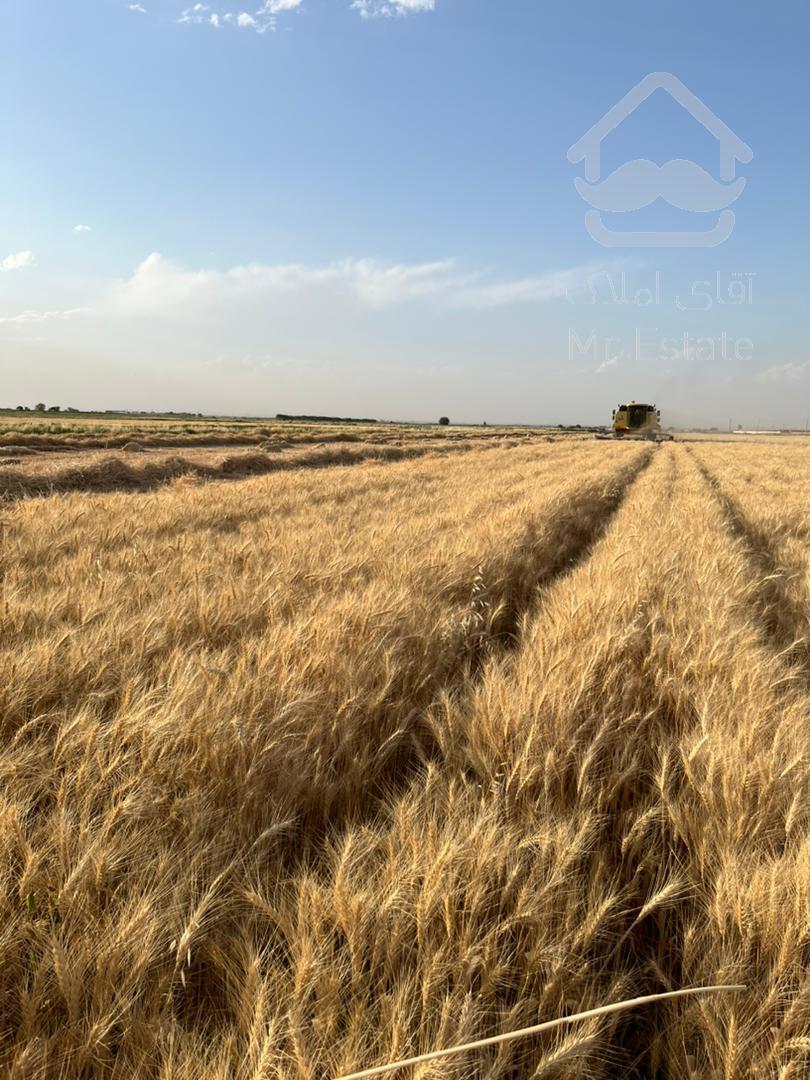 فروش زمین پسته در تهران