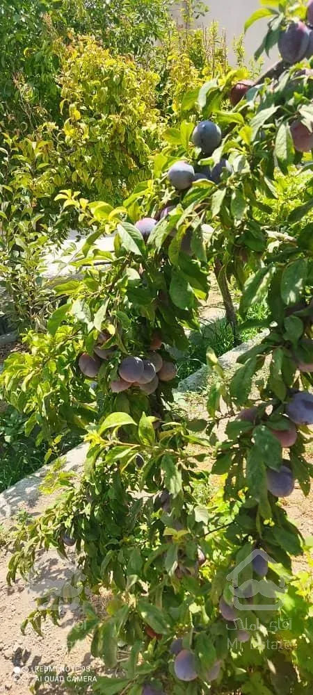 خرید باغ ویلا در شهریار قیمت عالی