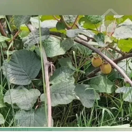 خرید زمین باغات (کیوی) دربندرانزلی