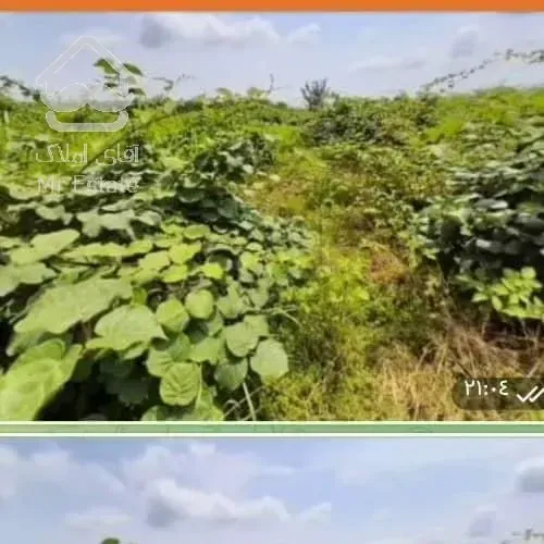 خرید زمین باغات (کیوی) دربندرانزلی