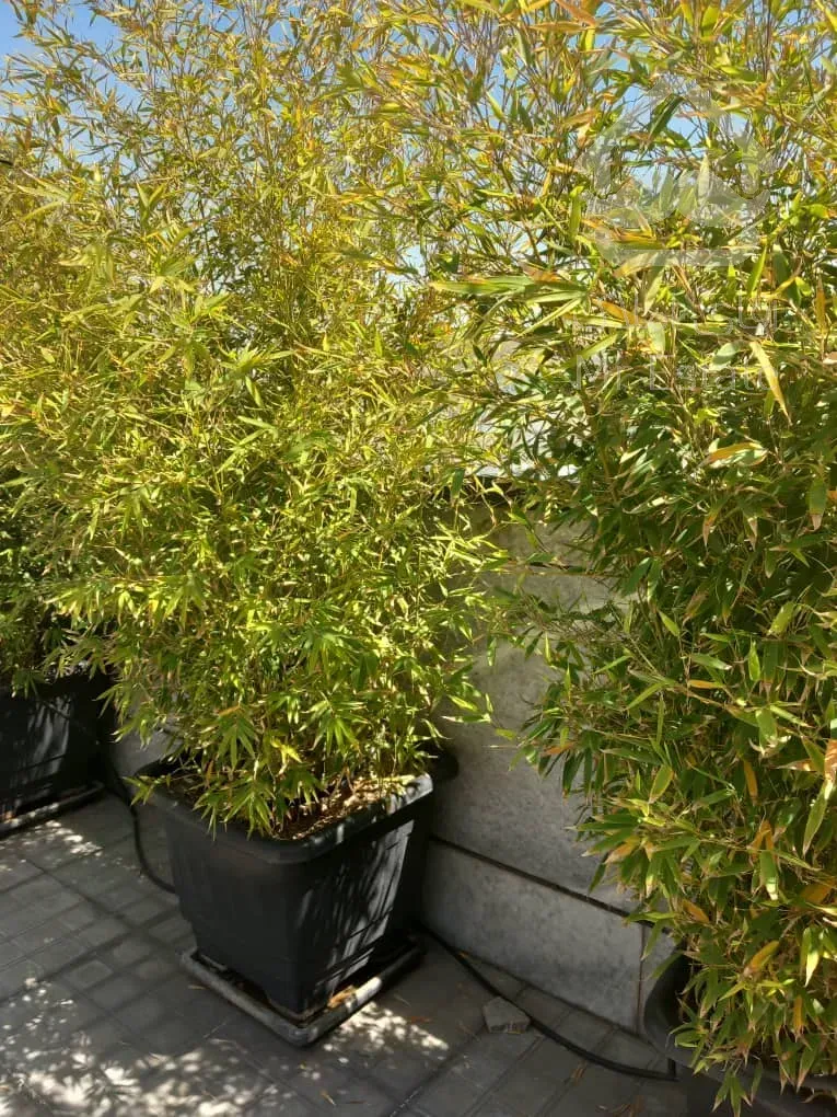 اجاره 180 متر تجاری پاسداران