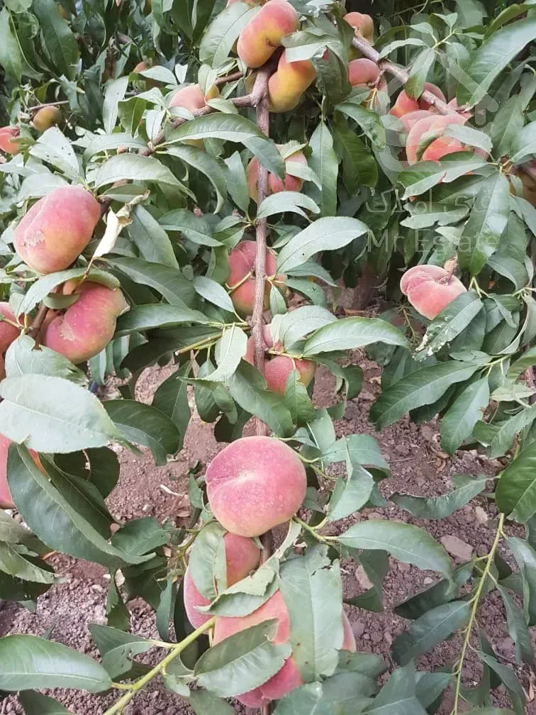 ویلا باغچه ۴۶۰۰ر۳۰۰ م بنا کردان چهارباغ