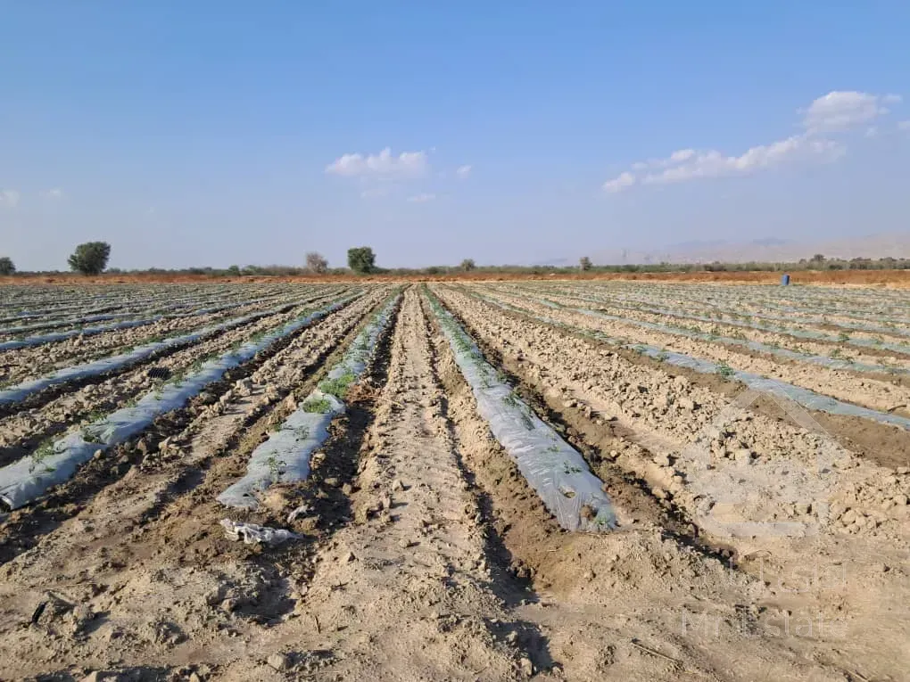 فروش زمین کشاورزی