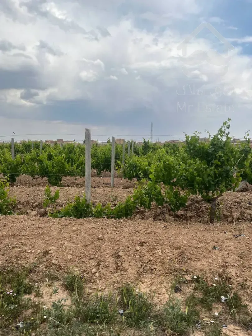 باغ انگور ۷ ساله