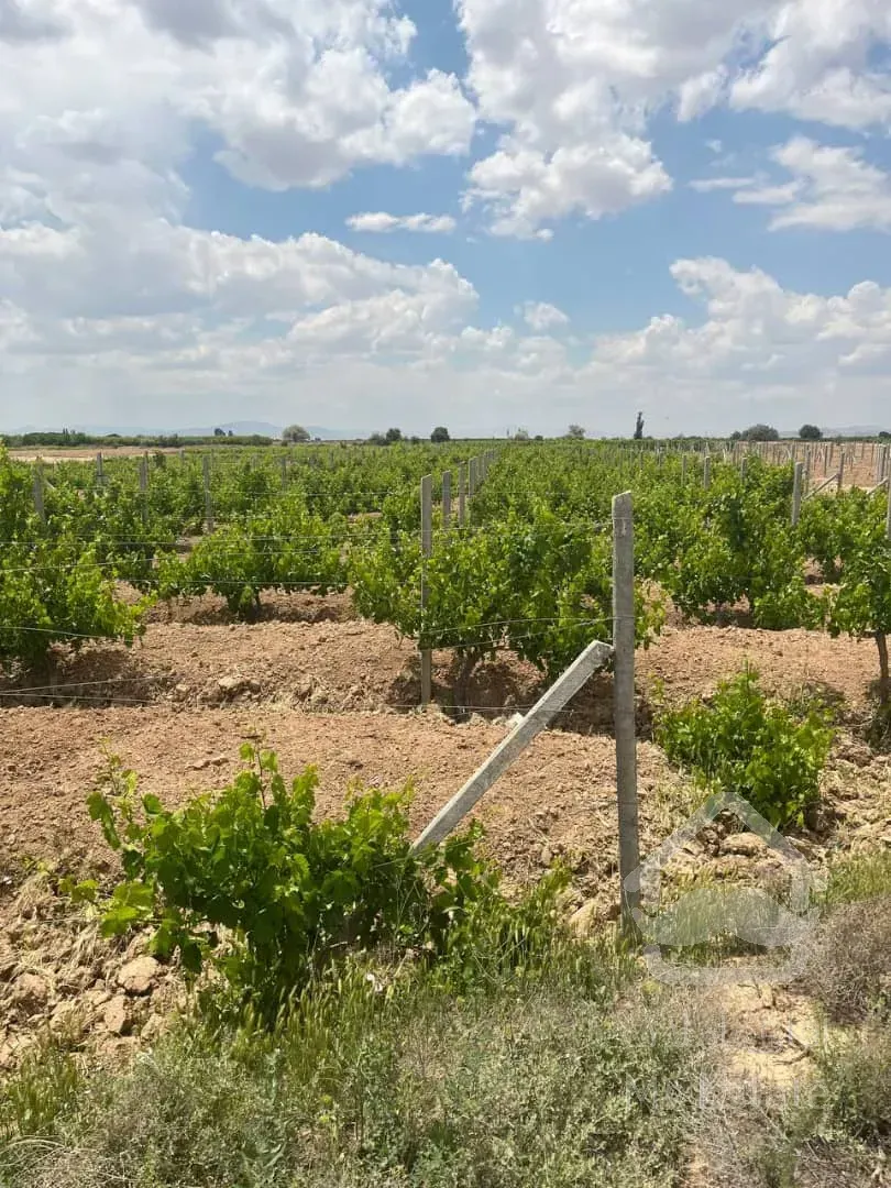 باغ انگور ۷ ساله