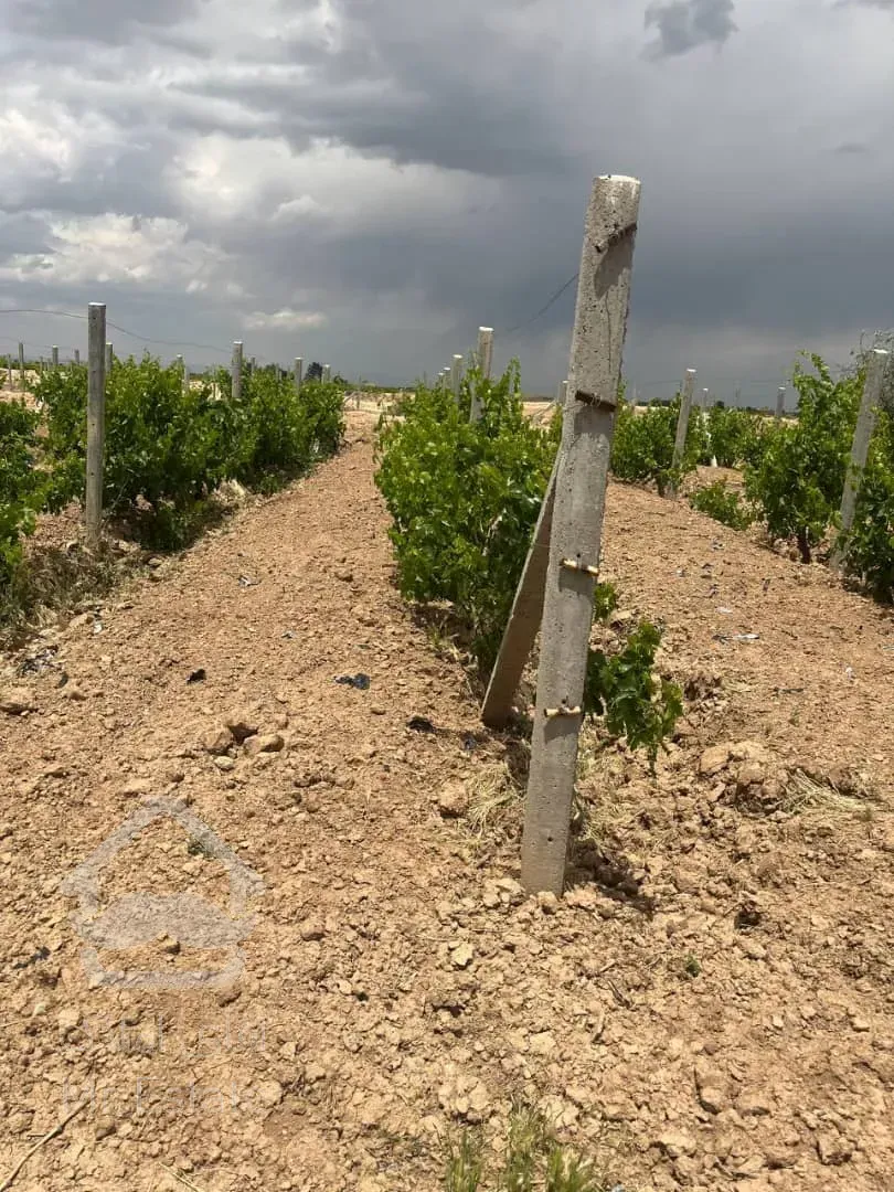 باغ انگور ۷ ساله