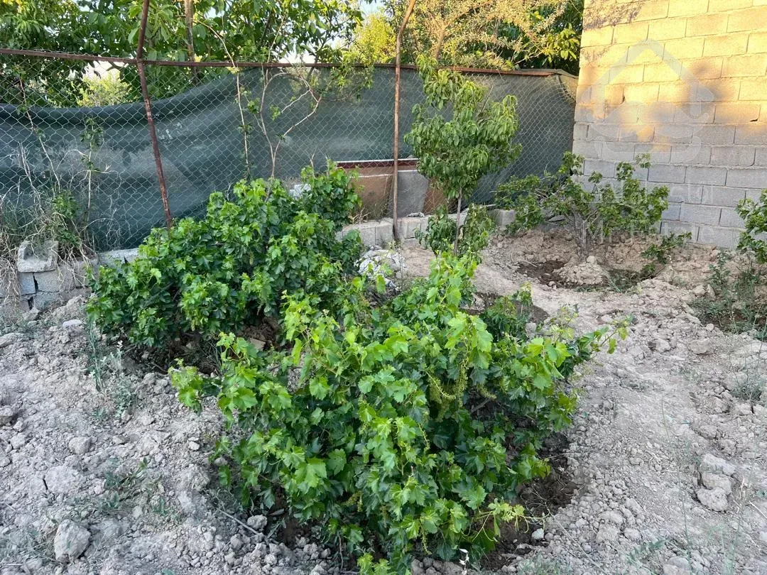 باغ احمدآباد مستوفی