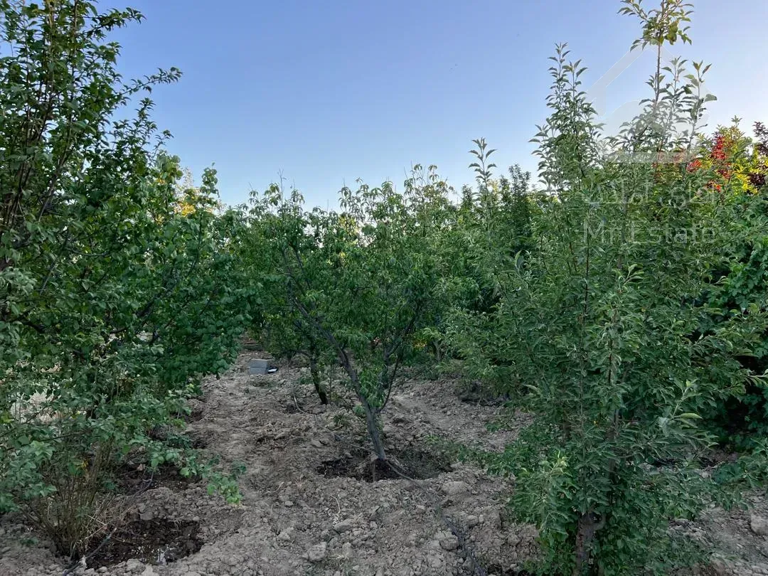 باغ احمدآباد مستوفی