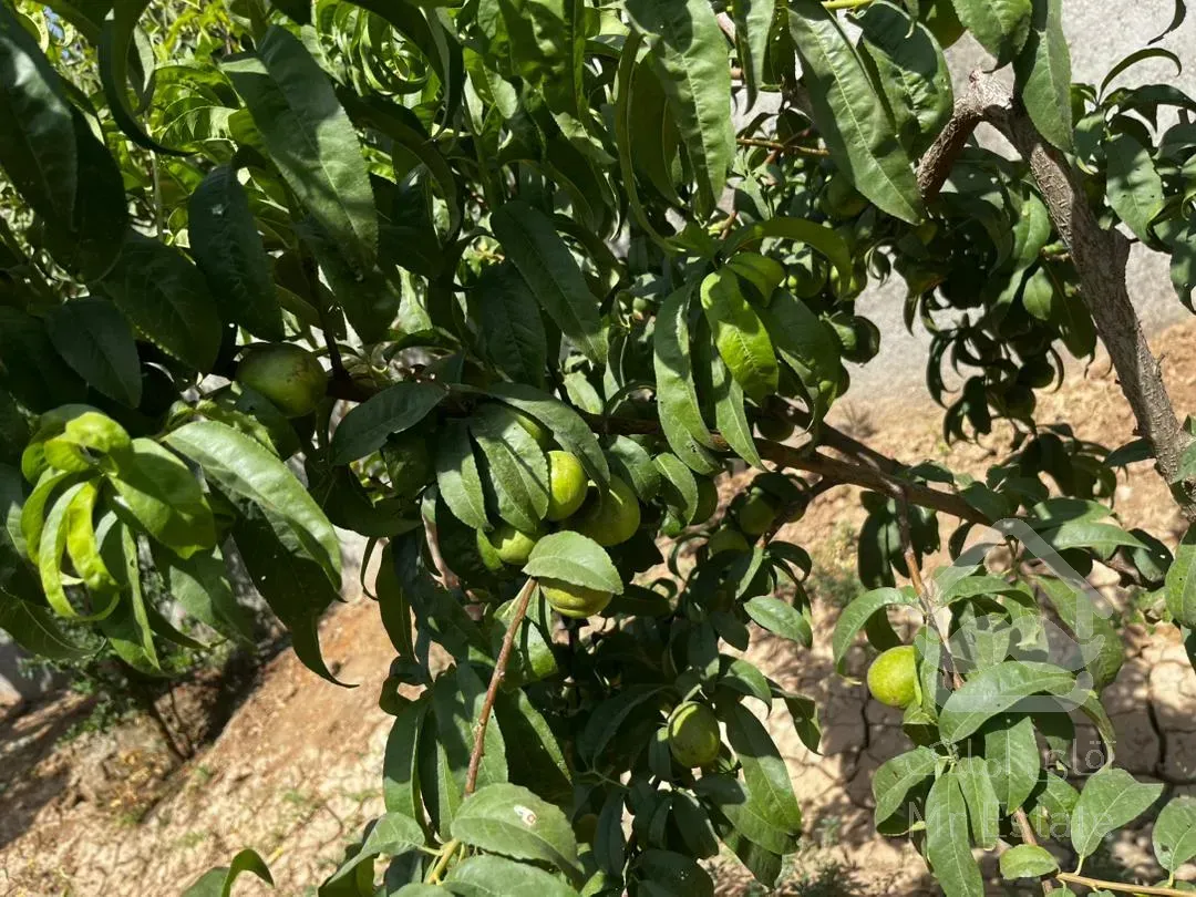 باغچه ۳۰۰ متری خارج بافت بدون انشعابات