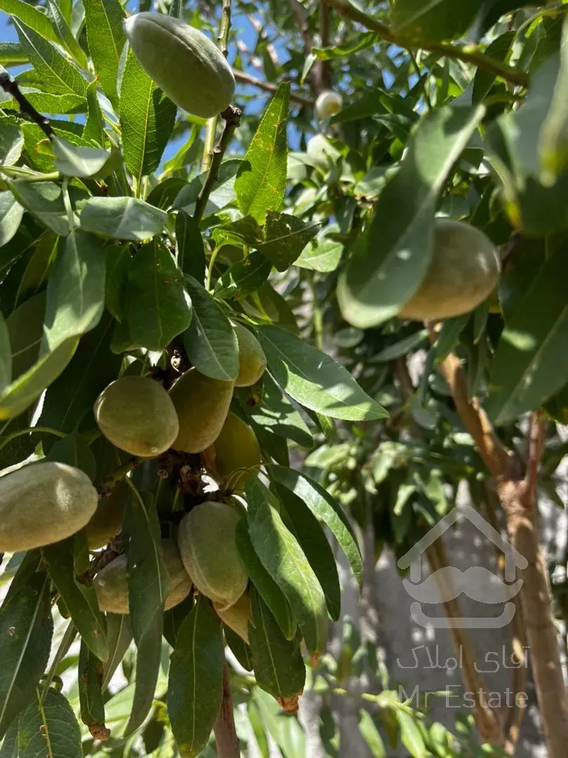 باغچه ۳۰۰ متری خارج بافت بدون انشعابات