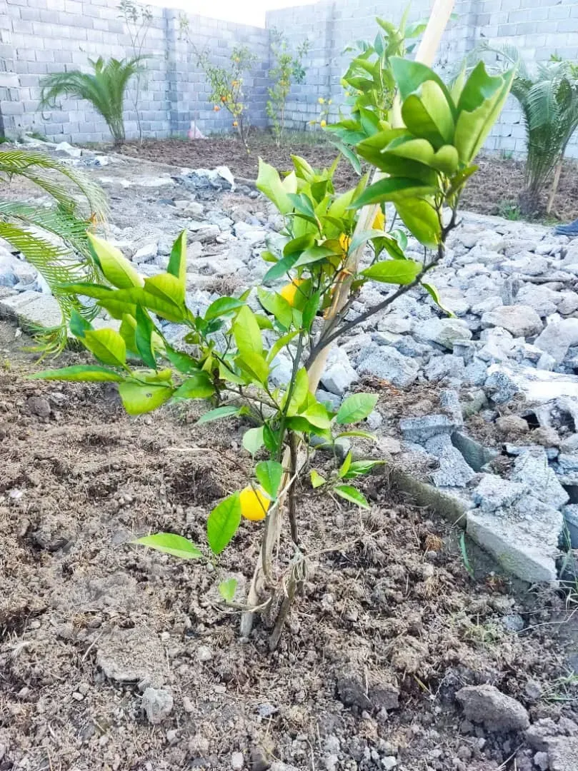 فروش زمین باپروانه ساخت و سندمالکیت جاده دریا