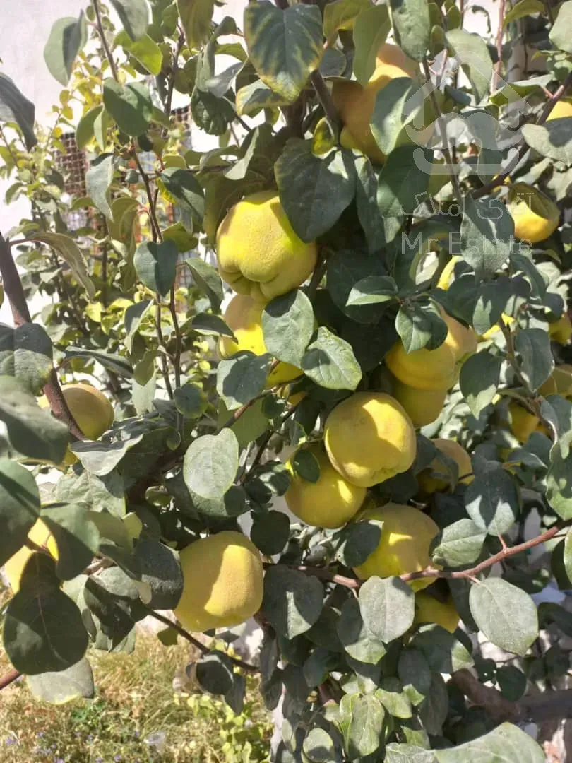 اجاره اداری آرژانتین ۱۰۰۰متراداری دربست