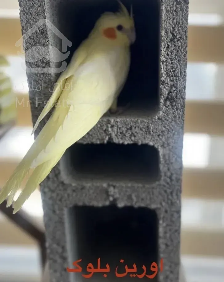 بلوک تمام اتومات