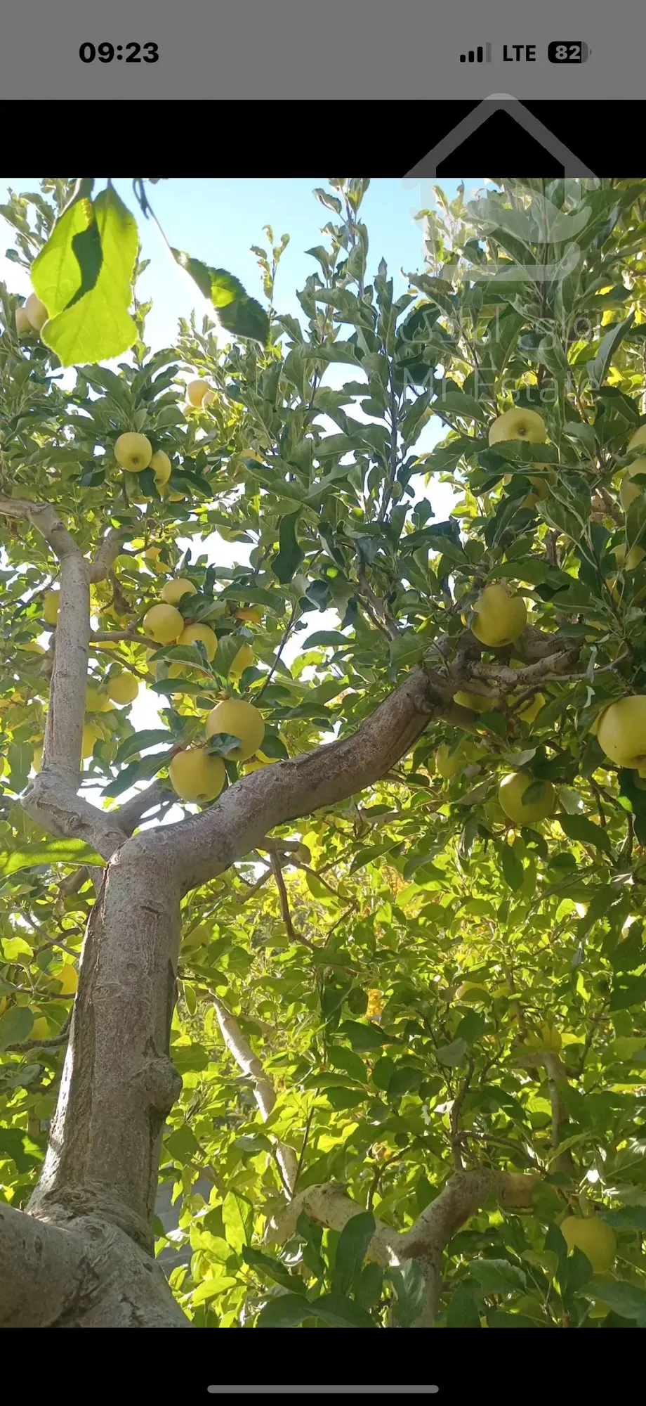 فروش باغ سیب