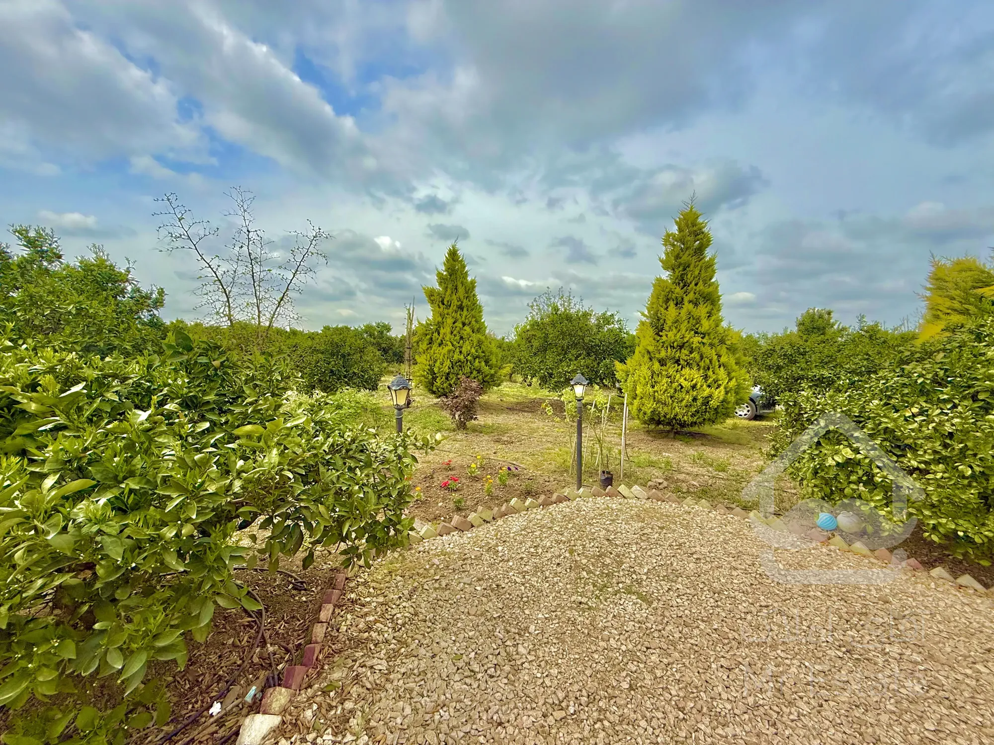 3000 متر باغ مرکبات 12 ساله واقع در شهر نکا،روستای ولاشد