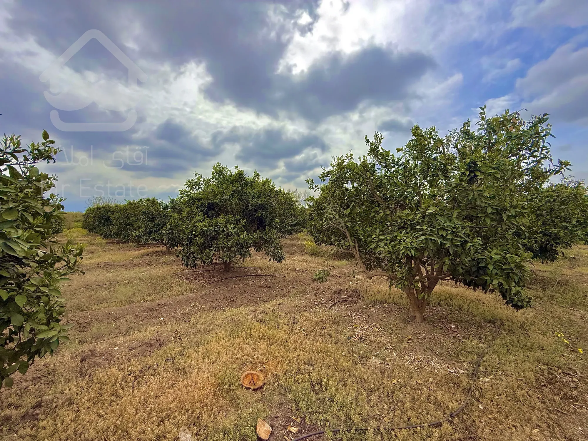 3000 متر باغ مرکبات 12 ساله واقع در شهر نکا،روستای ولاشد