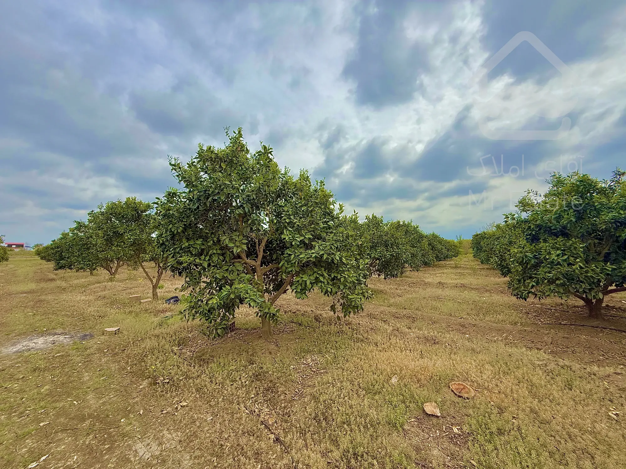 3000 متر باغ مرکبات 12 ساله واقع در شهر نکا،روستای ولاشد