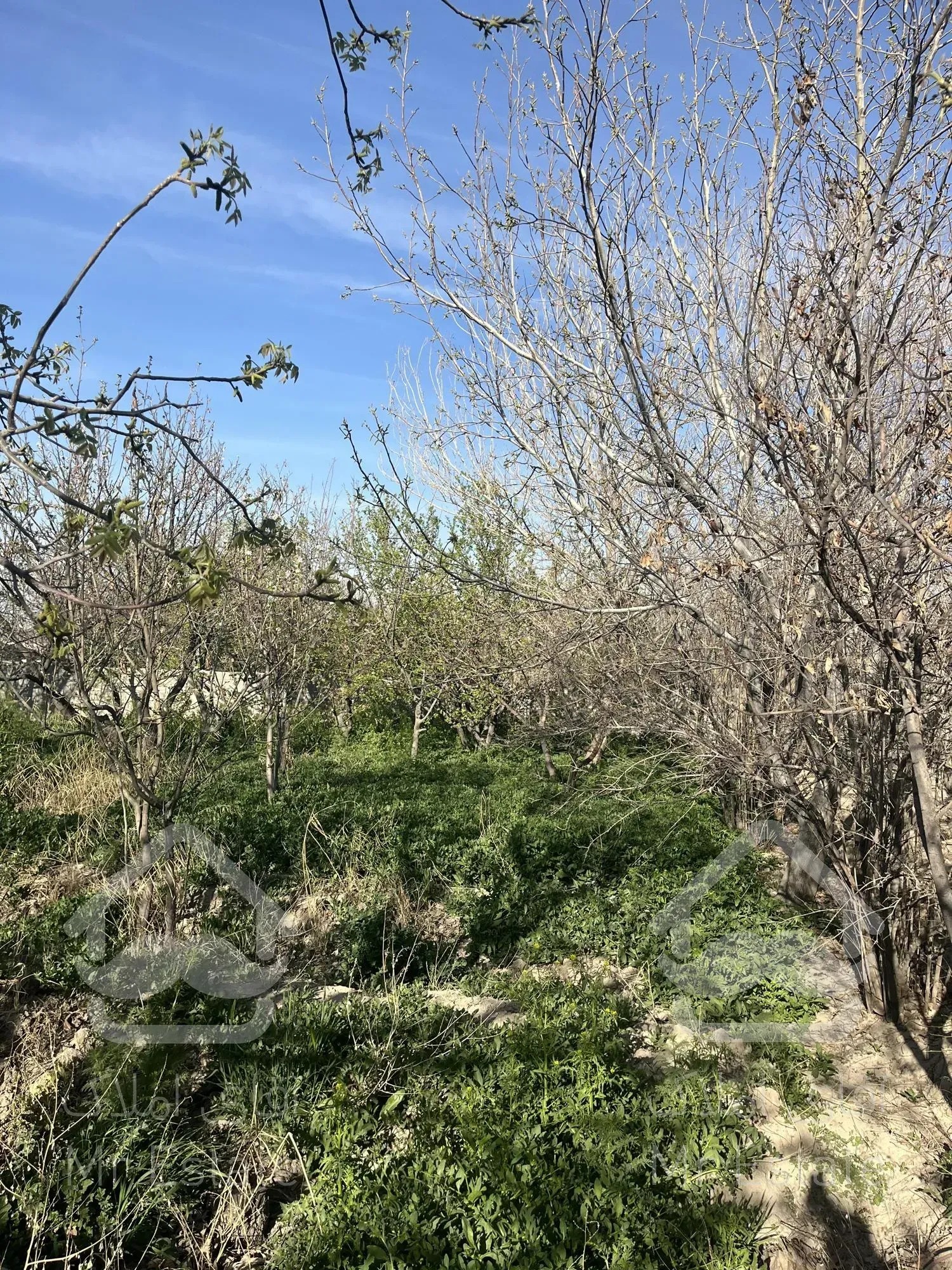 باغ چهار دیواری شده