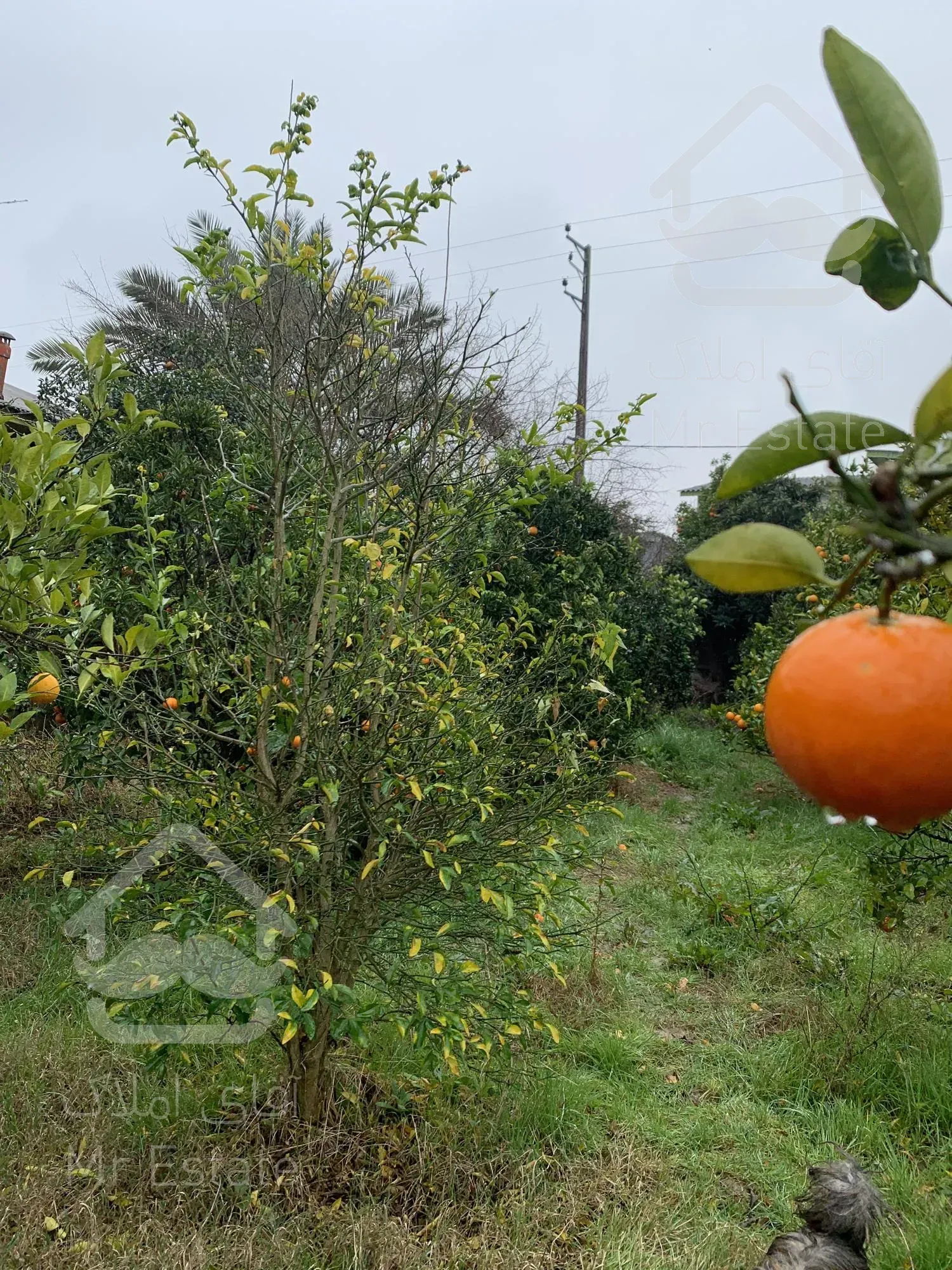 باغچه ۲۰۰متری /۲۰۰میلیون پیش / اقساط ۱۰ماهه