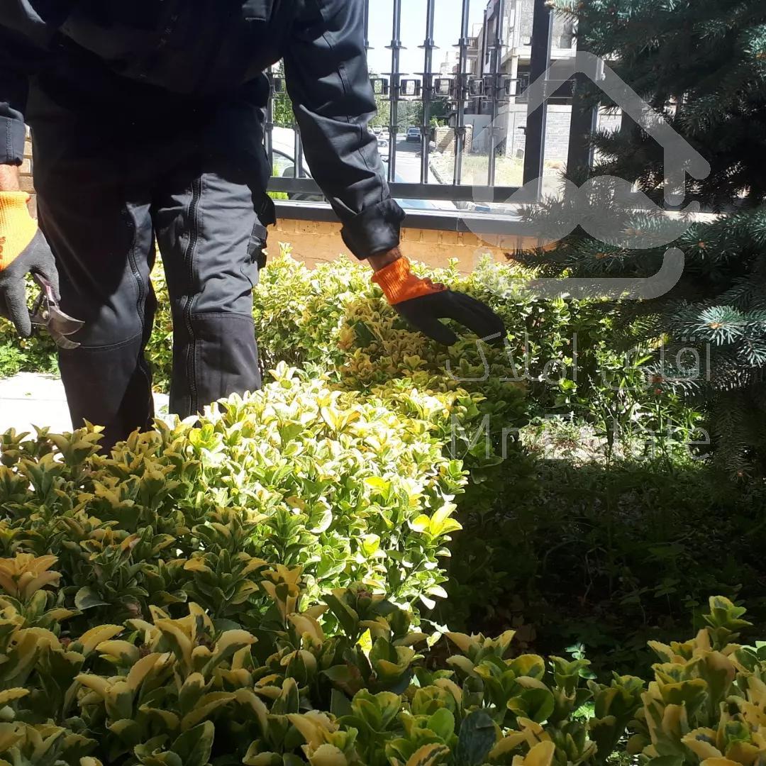 باغبانی سمپاشی محلول پاشی گلکاری چمن کاری