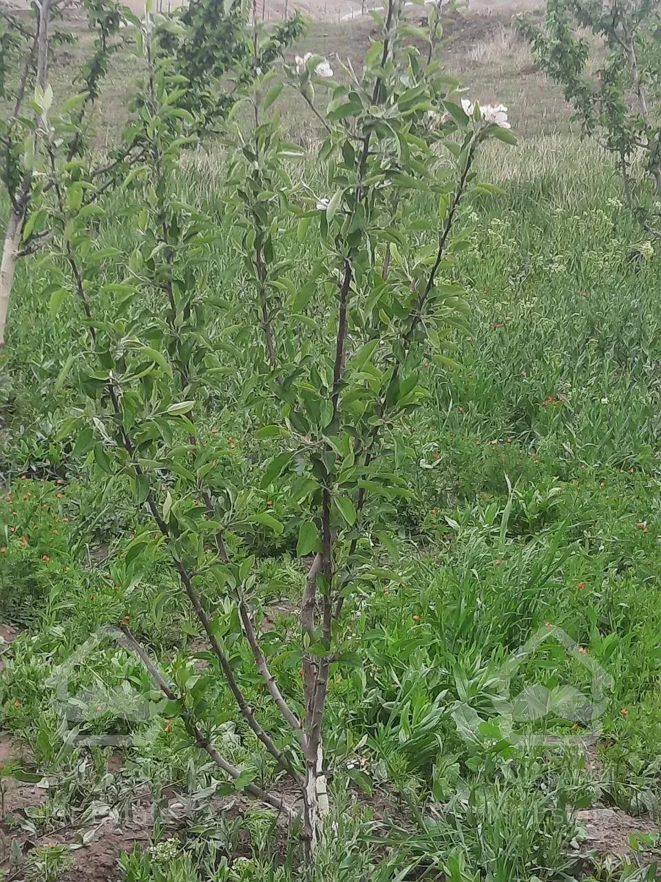 فروش ویلاباغ در محدوده مس سونگون _ خواجه در شهر تبریز