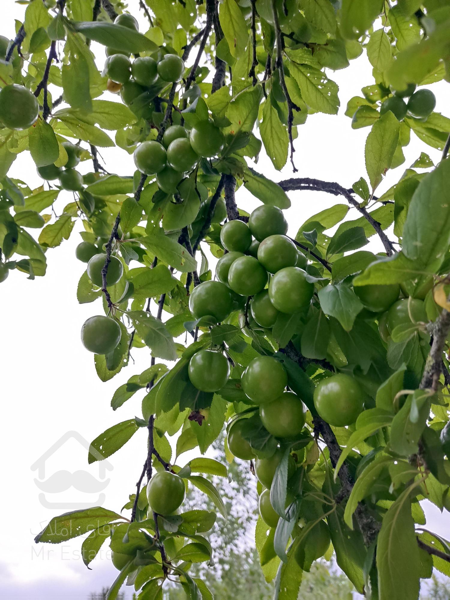 فروش زمین مسکونی در روستای گلرودبار لاهیجان