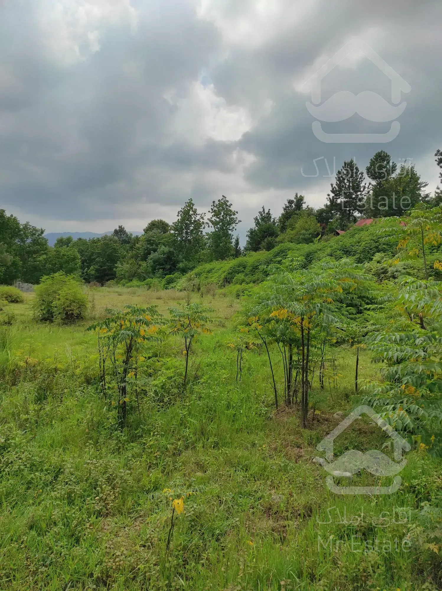 فروش زمین کوهپایه ای 1100 متر جنگلی مسکونی در استان گیلان شهر شفت