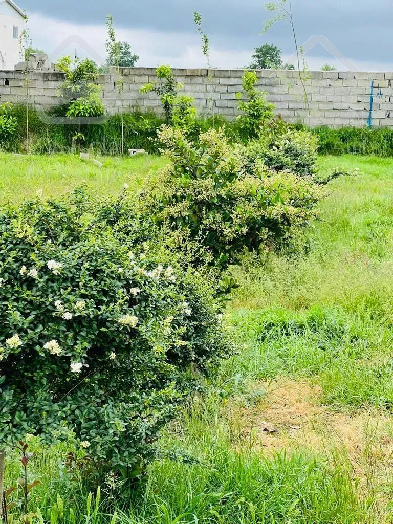 🌳🌳فروش ویژه زمین خط پلاک یک جنگل فقط متر۱۵۰۰🌳🌳