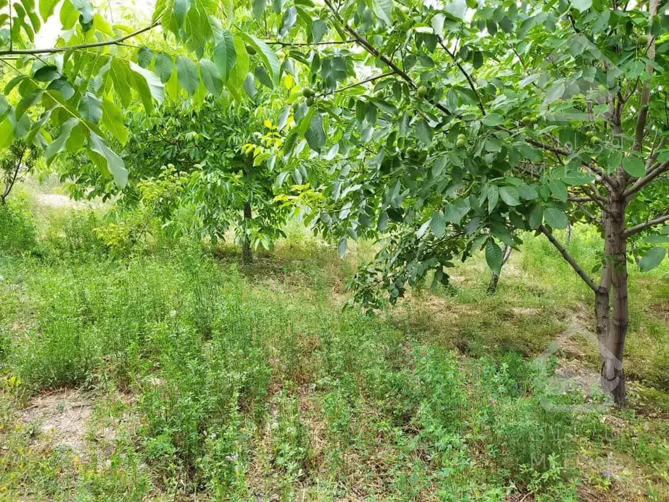 فروش باغ با ویو عالی