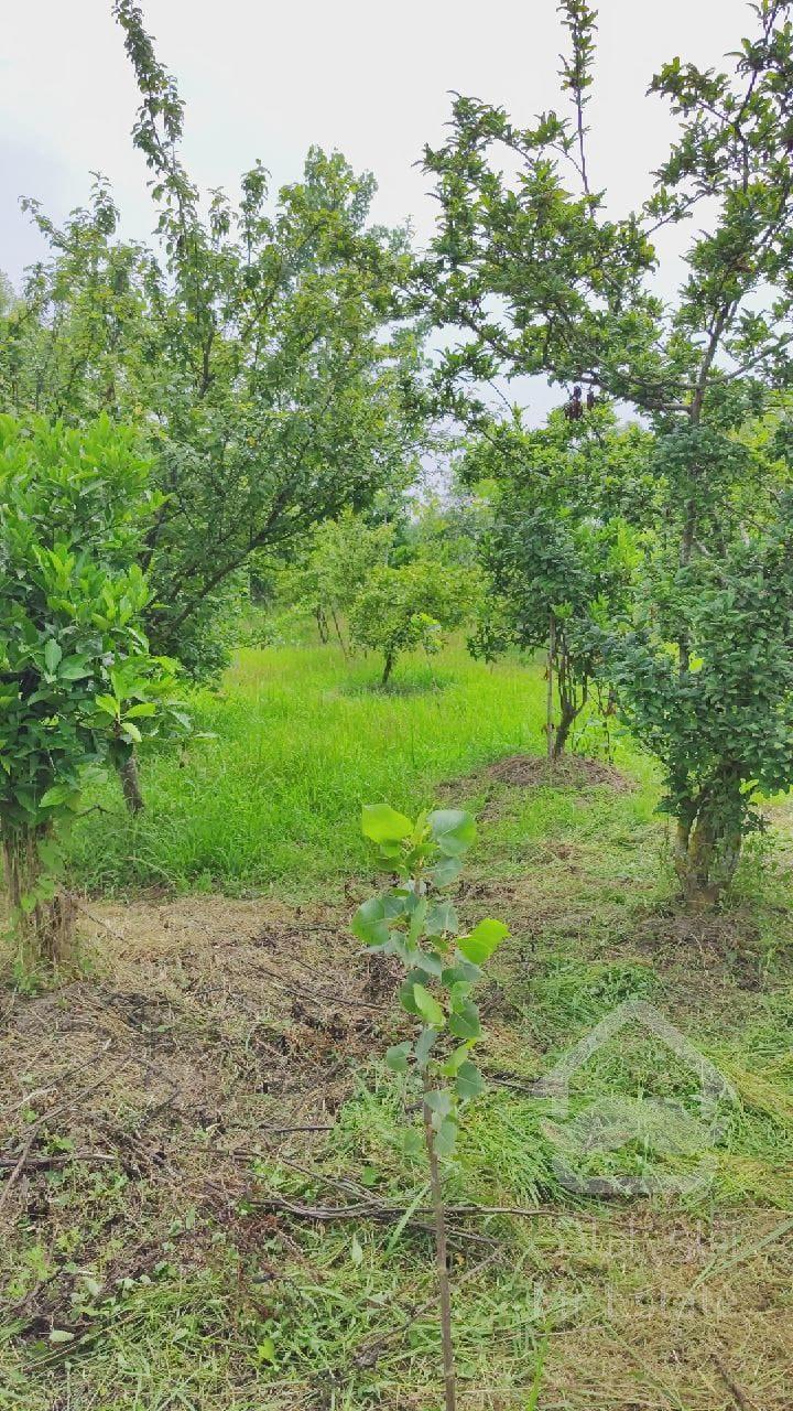 فروش زمین ۷ هکتاری باغ مرکبات با ۷۰ متر خانه کلنگی