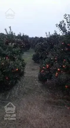 باغ تامسون ۱۵ ساله ۱۴ هزار متری دارای برق سه فاز