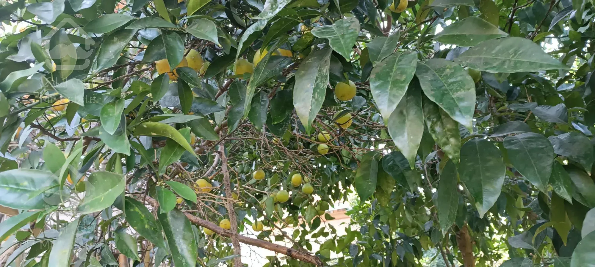 زمین مسکونی در گیلان